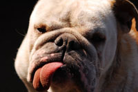 �A�h���C�g ���A�\�t�g ����