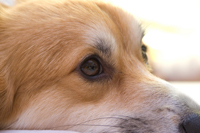 �A�h���C�g ���A�\�t�g ���i