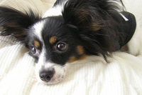 �A�h���C�g ���A�\�t�g �Z�[��