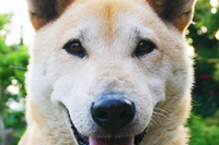 �A�h���C�g ���A�\�t�g ��r