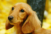 �A�h���C�g ���A�\�t�g �i��