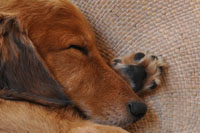 �A�h���C�g ���A�\�t�g �l�i