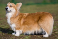 �A�h���C�g ���A�\�t�g ���z