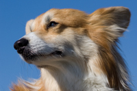 �A�h���C�g ���A�\�t�g �]��