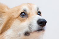 �A�h���C�g ���A�\�t�g ���R�~