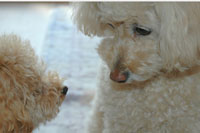 �A�h���C�g ���A�\�t�g ���z