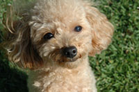 �A�h���C�g ���A�\�t�g �]��