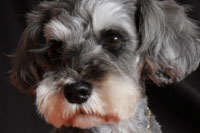 �A�h���C�g ���A�\�t�g ���r���[