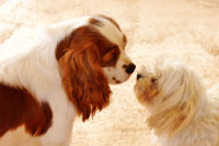 �A�h���C�g ���A�\�t�g �A�����M�[