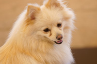 �A�h���C�g ���A�\�t�g �ѕ���