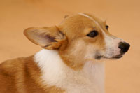 �A�h���C�g ���A�\�t�g �E���` ��