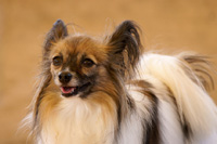 �A�h���C�g ���A�\�t�g �܂₯