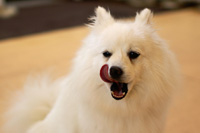 �A�h���C�g ���A�\�t�g ������